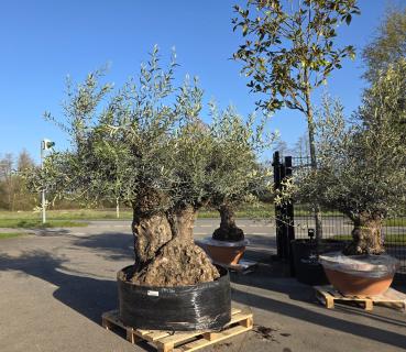 Olivenbaum-Hojiblanca--Nr-91